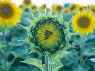 Fototapeta premium symmetric sunflower bud, blue-green colors, close up