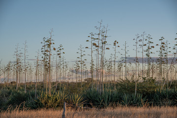 Plantação de sisal para confecção de cordas