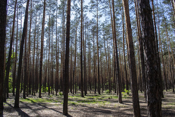 Coniferous forest landscape. A high pine trees.