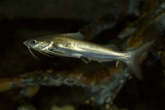  Long Whiskers Catfish (Mystus gulio).