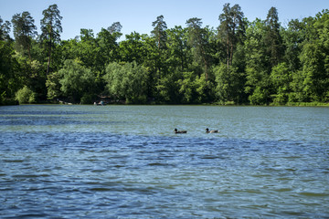 Lake in the forest. Summer landscape.