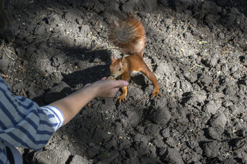 Human gives to the squirrel a nut.