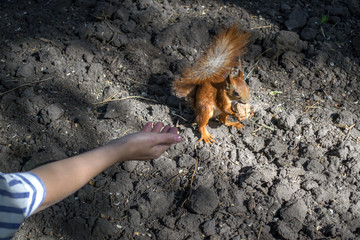 Human gives to the squirrel a nut. Close up.