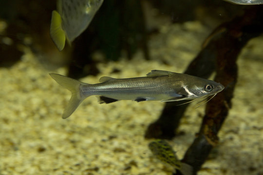  Long Whiskers Catfish (Mystus gulio).