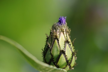 Bud of a Knapweed / Cornflower  (Centaurea montana )
