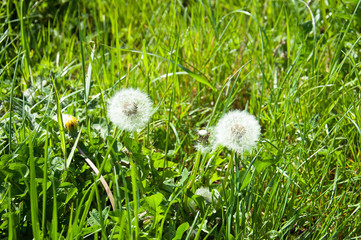 Dandelion seeds in the summer grass.