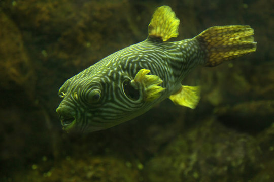 Reticulated pufferfish (Arothron reticularis).