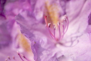 Flower background petals purple rhododendron close-up
