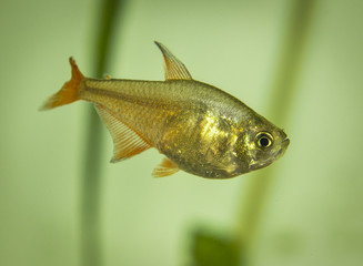 Serpae Tetra in freshwater aquarium