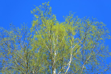 Birch tree in the spring.
