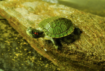 Red-eared turtle in freshwater aquarium