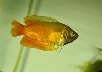 Dwarf gourami (Colisa lalia) in freshwater aquarium