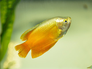 Dwarf gourami (Colisa lalia) in freshwater aquarium