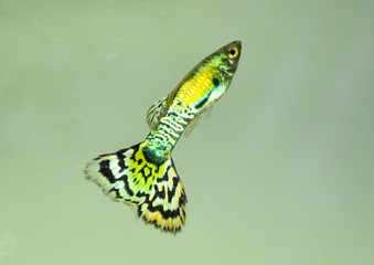 Guppy fish in freshwater aquarium