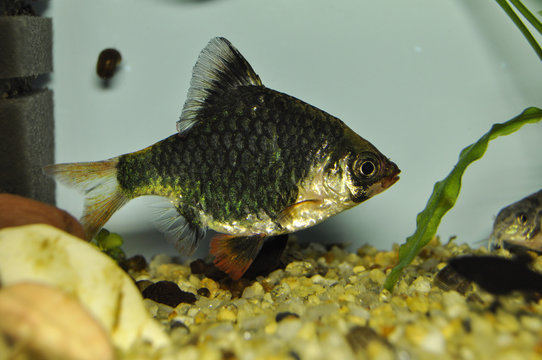 Fish barbus tetrazona (green) in freshwater aquarium
