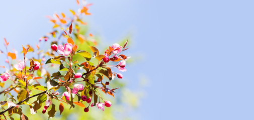 Springtime garden floral background. Blossoming pink petals flowers close-up. Fruit tree branch on blue sky background, sunny day light. Shallow depth of field, copy space.