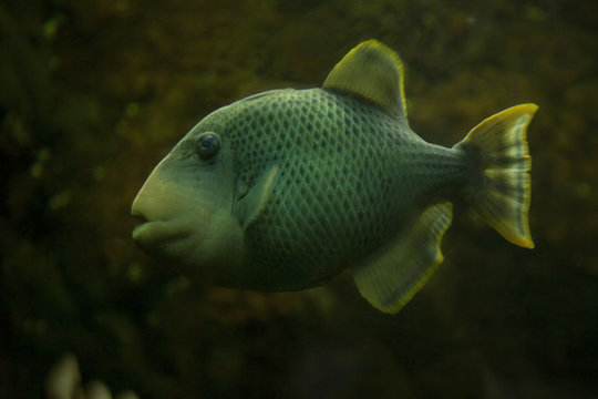 Yellowmargin triggerfish (Pseudobalistes flavimarginatus).