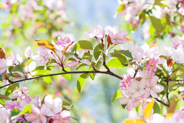 Tender spring floral nature garden landscape. Blossoming fruit tree branch, pink petal flowers fresh green leaves in the rays of sunlight. Soft focus, beautiful bokeh