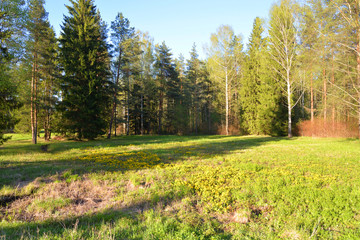 Landscape in the park in spring.