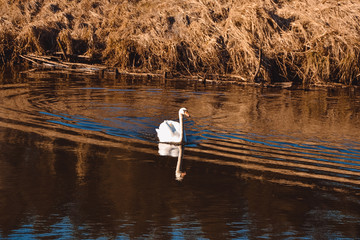 A white swan swims along the lake with melting ice near the frozen fields in the spring at sunset