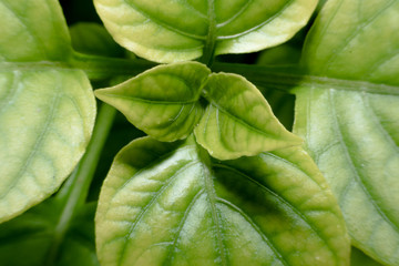 abstract, Green leaf pattern nature dark green background.