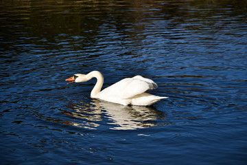 Obraz premium A white swan swims along the lake with melting ice near the frozen fields in the spring at sunset
