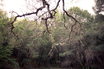 Nature wood detail from Deer Park in California