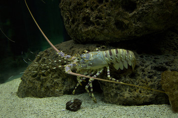 Spiny lobster (Palinurus vulgaris).