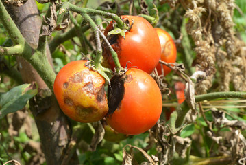 Tomatoes get sick by late blight. Close up on Phytophthora infestans is an oomycete that causes the...