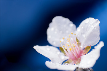 Macro of One white pear flower on blue dark blured background