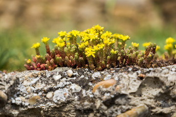 Wild little yellow flower on stones