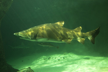 Sand tiger shark, grey nurse shark, spotted ragged-tooth shark,  blue-nurse sand tiger (Carcharias taurus).