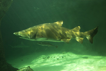 Obraz premium Sand tiger shark, grey nurse shark, spotted ragged-tooth shark, blue-nurse sand tiger (Carcharias taurus).