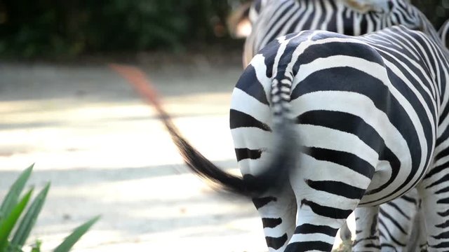 Close up shot of the tail of a zebra