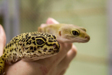 Leopard gecko lizard, close up macro. Cute Leopard gecko portrait (Eublepharis macularius). Leopard gecko on the rock.