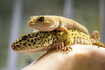 Leopard gecko lizard, close up macro. Cute Leopard gecko portrait (Eublepharis macularius). Leopard...