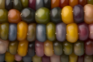  Close up of colorful gem glass corn on cob © Picture Partners