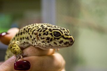 Leopard gecko lizard, close up macro. Cute Leopard gecko portrait (Eublepharis macularius). Leopard...