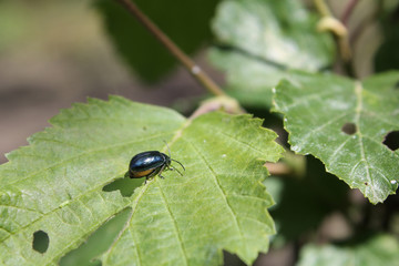 Adult alder leaf beetle or Agelastica alni on green leaf of grey alder (Alnus incana)