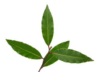  laurel leaves on a white background