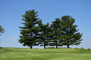 Golf trees