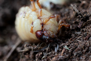 macro photography of large beetle larvae