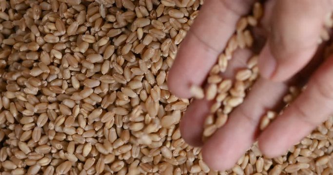 Close up male farmer hand carry wheatgrass seeds , healthy food , 4K Dci resolution