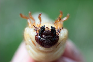macro photography of large beetle larvae