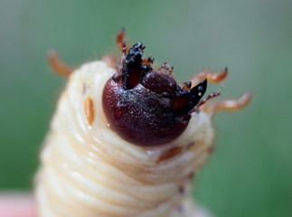 macro photography of large beetle larvae