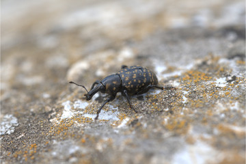 Großer Pestwurzrüssler