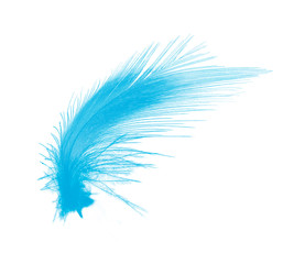 Beautiful Blue color trends feather isolated on white background 