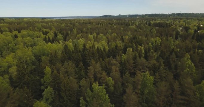 Aerial drone view of forest from the sky, above trees and roads. Russian landscape with pines and fir, sunny day in wild nature