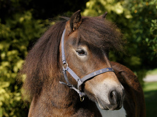 Shetland Pony Head Shot