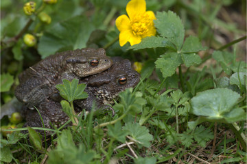 Erdkröte bei der Paarung